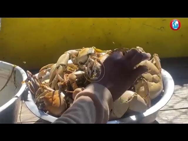 Viral Video of Crab Circle Jamaica Shows Vendors Feuding, Leads to Closure
